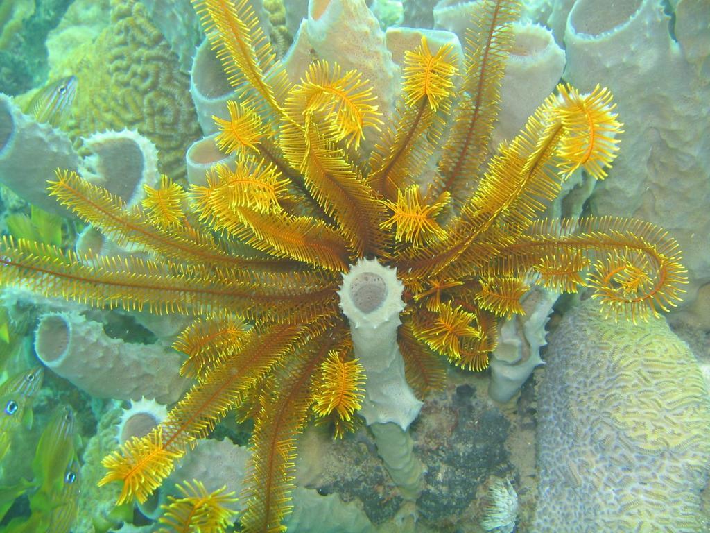 Sunset Bay Club & Seaside Dive Resort Salisbury Εξωτερικό φωτογραφία